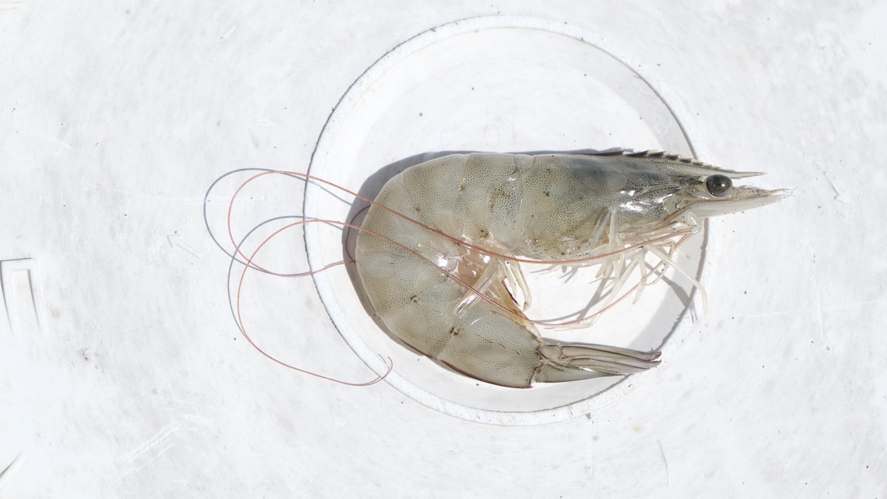 Sautèed Shrimp with Garlic, Lemon, and Herbs